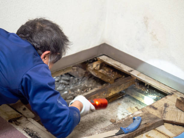 Trusted Eagle Mountain, UT Mold Removal Experts