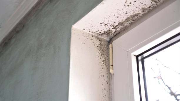 Professional Mold Removal in Eagle Mountain, UT