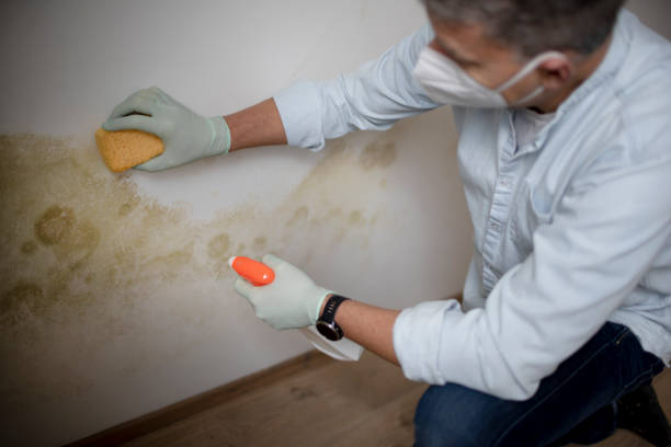 Best Best Mold Removal Companies  in Eagle Mountain, UT