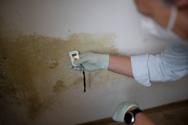 Best Affordable Mold Removal  in Eagle Mountain, UT