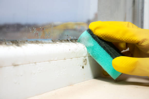 Best Attic Mold Removal  in Eagle Mountain, UT