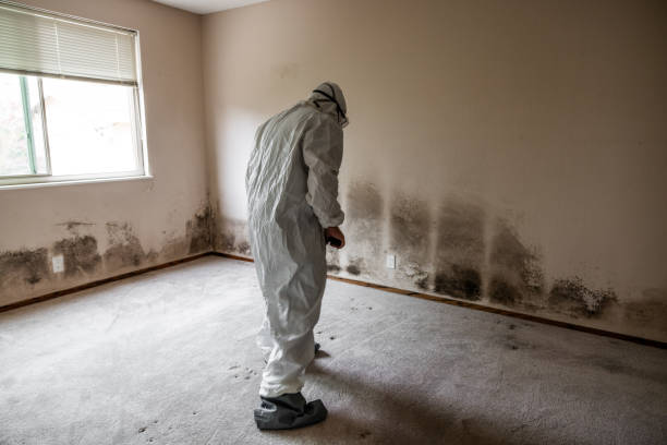 Best Mold Remediation Experts  in Eagle Mountain, UT