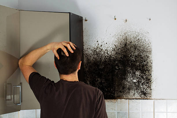 Best Same-Day Mold Removal  in Eagle Mountain, UT