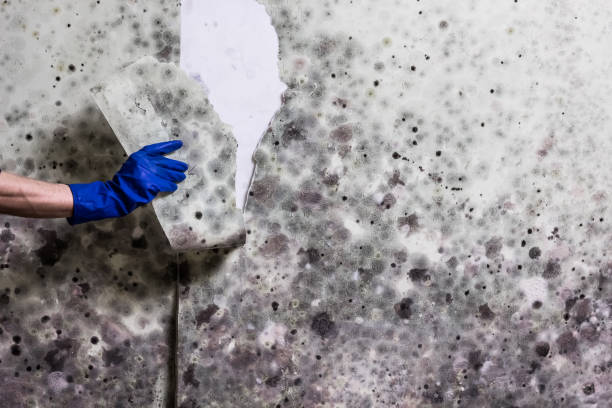 Best Mold Cleaning Services  in Eagle Mountain, UT