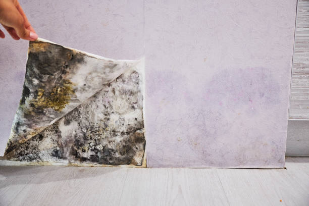 Best Mold Removal Near Me  in Eagle Mountain, UT